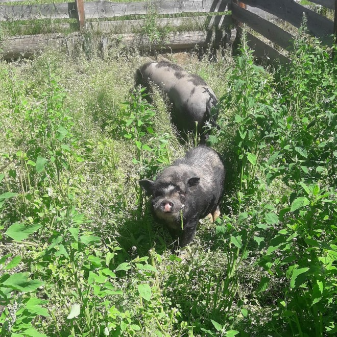 Schweine haben Spaß im Gras