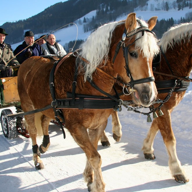 Genießen Sie die Natur bei einer Pferdeschlittenfahrt durch die verschneite Region © Schladming-Dachstein_raffalt